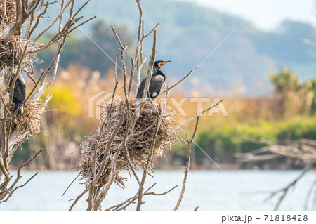 カワウの巣 71818428