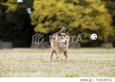 秋の公園で遊ぶ柴犬 71818431