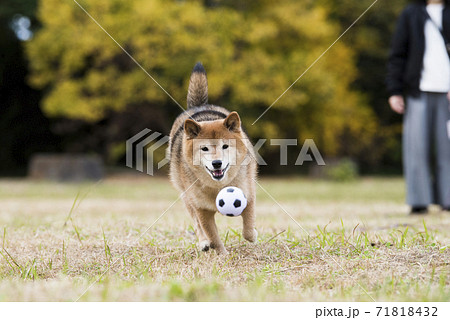 秋の公園で遊ぶ柴犬 秋の公園で遊ぶ柴犬 71818432