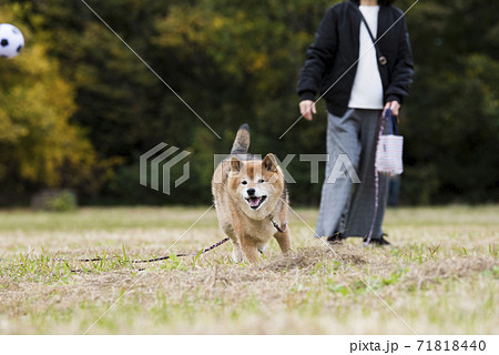 秋の公園で遊ぶ柴犬 秋の公園で遊ぶ柴犬 71818440
