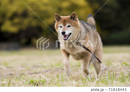 秋の公園で遊ぶ柴犬 71818443