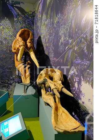 中新世に生息した古代ゾウ ゴンフォテリウム 中新世に生息した古代ゾウ ゴンフォテリウム 71818644