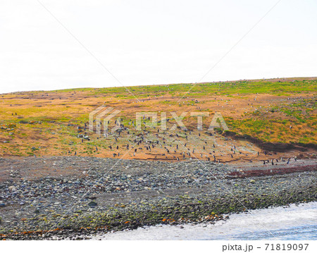 ＜パタゴニア＞チリの野生マゼランペンギン(2月撮影) 71819097