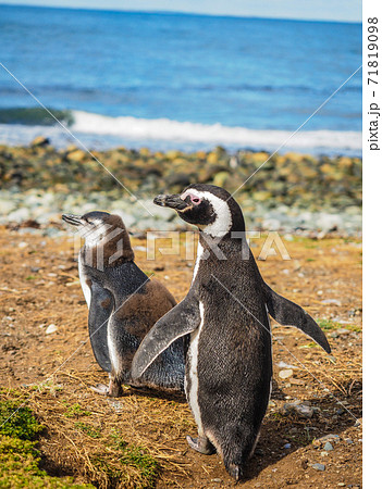 ＜パタゴニア＞チリの野生マゼランペンギンの親子(2月撮影) 71819098