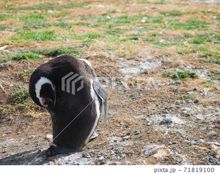 ＜パタゴニア＞チリの野生マゼランペンギン(2月撮影) 71819100