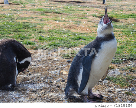 ＜パタゴニア＞チリの野生マゼランペンギンの子供(2月撮影) 71819104