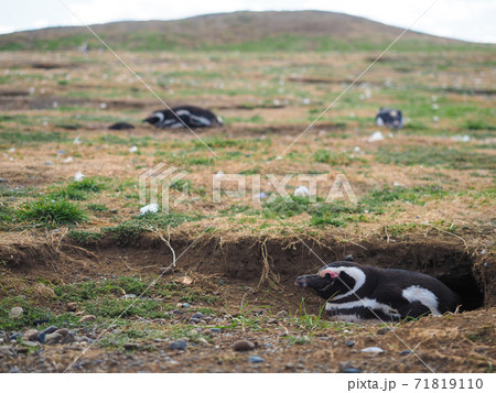 <パタゴニア>チリの野生マゼランペンギン(2月撮影) <パタゴニア>チリの野生マゼランペンギン(2月撮影) 71819110