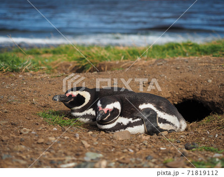 ＜パタゴニア＞チリの野生マゼランペンギン(2月撮影) 71819112