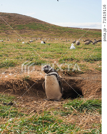 ＜パタゴニア＞チリの野生マゼランペンギン(2月撮影) 71819116