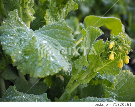 菜の花と霜が降りた葉の写真素材