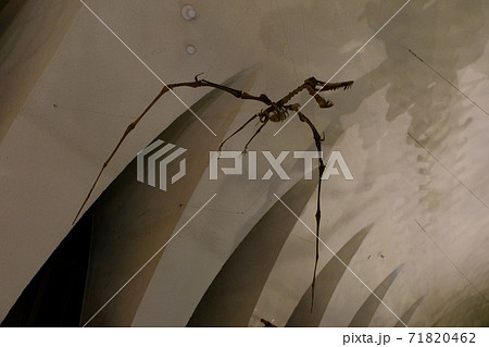 自然史博物館の翼竜の骨格標本 自然史博物館の翼竜の骨格標本 71820462