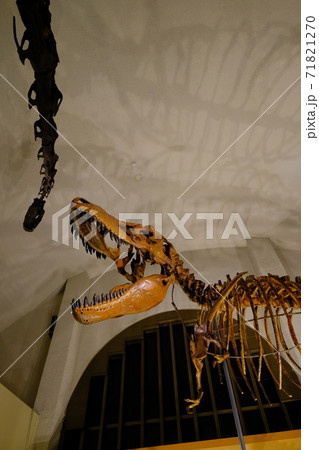 自然史博物館の恐竜の骨格標本 71821270