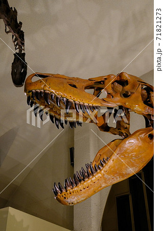 自然史博物館の恐竜の骨格標本 自然史博物館の恐竜の骨格標本 71821273