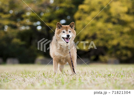 柴犬　秋　紅葉 71821304