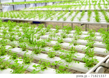 Hydroponic vegetable plant (Coriander or Cilantro) in hydroponic greenhouse Hydroponic vegetable plant (Coriander or Cilantro) in hydroponic greenhouse 71821337
