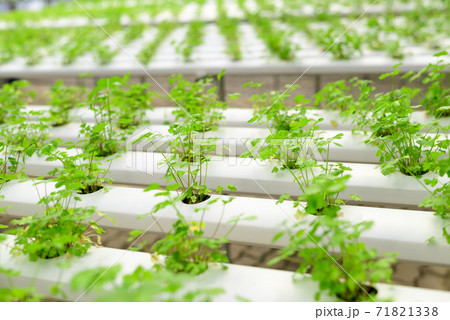 Hydroponic vegetable plant (Coriander or Cilantro) in hydroponic greenhouse Hydroponic vegetable plant (Coriander or Cilantro) in hydroponic greenhouse 71821338