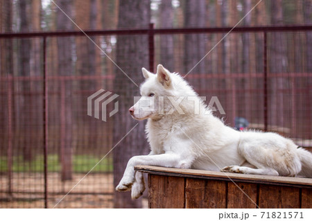 A white Siberian husky lies on a wooden house. The dog is lying, bored 71821571