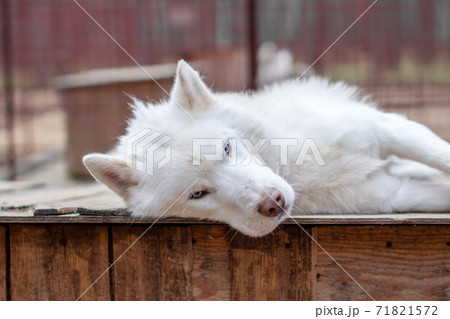 A white Siberian husky lies on a wooden house. The dog is lying, bored A white Siberian husky lies on a wooden house. The dog is lying, bored 71821572