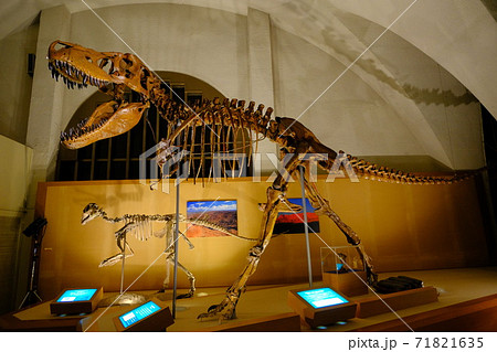 自然史博物館の恐竜の骨格標本 自然史博物館の恐竜の骨格標本 71821635