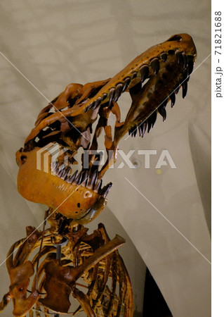 自然史博物館の恐竜タルボサウルスの骨格標本 71821688