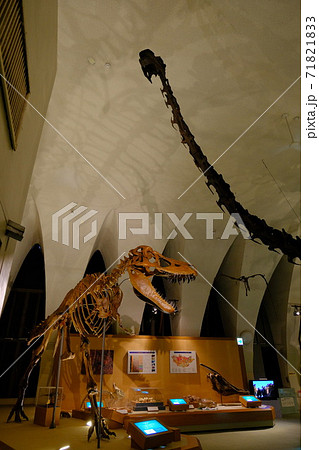 自然史博物館の恐竜の骨格標本 自然史博物館の恐竜の骨格標本 71821833