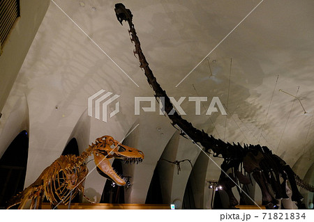 自然史博物館の恐竜の骨格標本 71821834