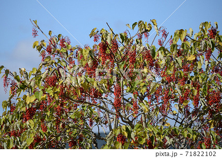 イイギリ（飯桐）の果実 71822102