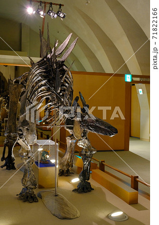 自然史博物館の恐竜の骨格標本 71822166