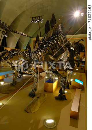 自然史博物館の恐竜の骨格標本 自然史博物館の恐竜の骨格標本 71822168