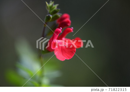 深紅のサルビア・ミクロフィラ 71822315