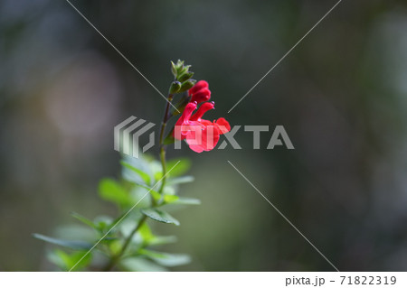 深紅のサルビア・ミクロフィラ 深紅のサルビア・ミクロフィラ 71822319