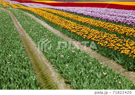 Blossom Tulip Blossom Tulip 71822420