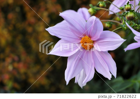 皇帝ダリア 71822622