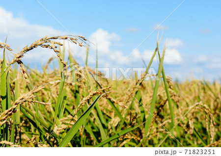 青空と稲穂 青空と稲穂 71823251