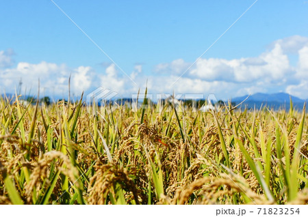 青空と稲穂 青空と稲穂 71823254