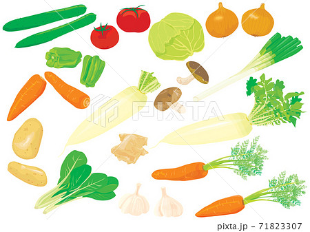 よく使う定番野菜のイラスト 人参 大根 キャベツ じゃがいも きゅうり トマト にんにくなど のイラスト素材