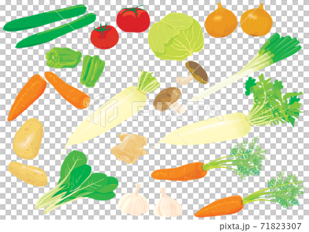 常用標準蔬菜的插圖（胡蘿蔔，蘿蔔，白菜，土豆，黃瓜，西紅柿，大蒜等） 71823307