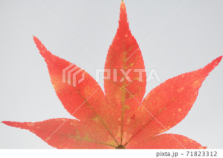 イロハモミジの紅葉と葉脈 71823312