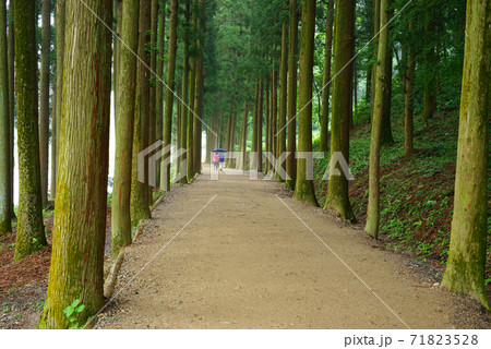 森林 森 風景 71823528