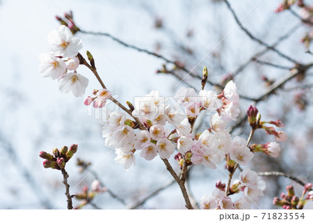 晴天の恩田川の桜 71823554
