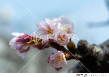 晴天の恩田川の桜 71823555