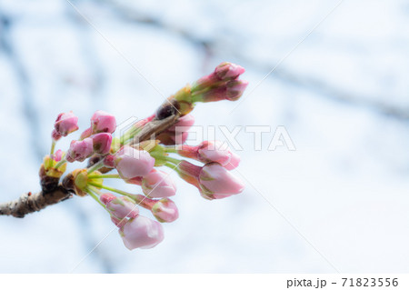 恩田川の桜のつぼみ 恩田川の桜のつぼみ 71823556