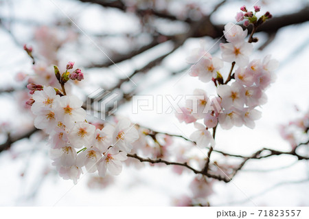 晴天の恩田川の桜 晴天の恩田川の桜 71823557