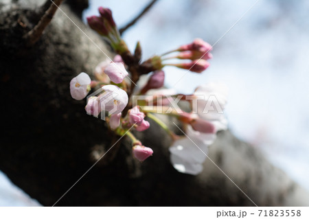恩田川の桜のつぼみ 恩田川の桜のつぼみ 71823558