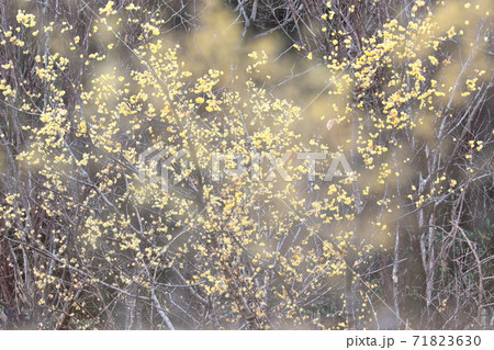 甘い香り漂わせ咲く 71823630