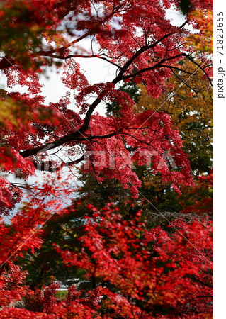 大窪寺の紅葉 大窪寺の紅葉 71823655