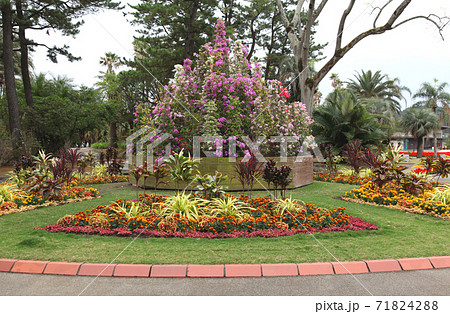 宮崎 青島亜熱帯植物園(宮交ボタニックガーデン青島)のロータリー花壇 宮崎 青島亜熱帯植物園(宮交ボタニックガーデン青島)のロータリー花壇 71824288