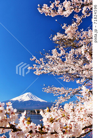 日本の春　富士山と桜 71824596