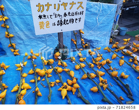 カナリアナス カナリアナス 71824658