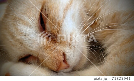 微睡む猫 71825941